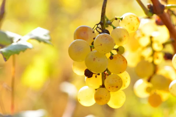 Raisins blancs mûrs dans le vignoble en automne — Photo