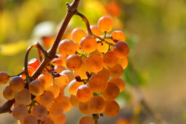 Fehér érik a szőlő a szőlő, őszi — Stock Fotó