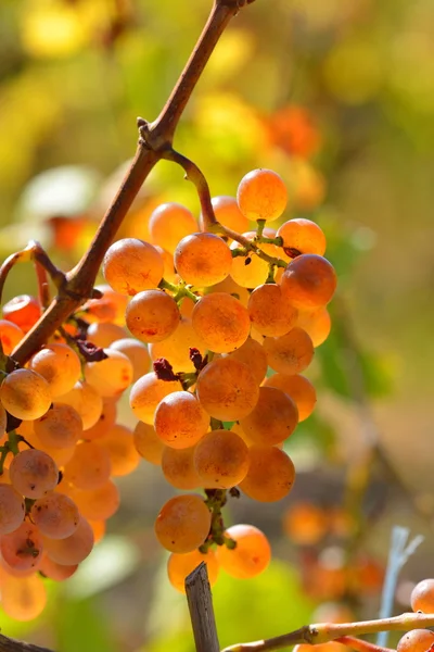 Weiße Trauben reifen im Herbst im Weinberg — Stockfoto