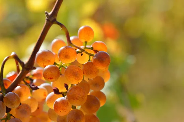 Uvas blancas en el viñedo en otoño — Foto de Stock