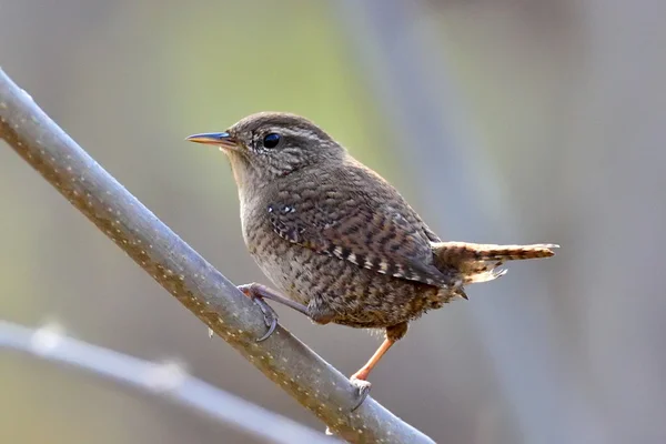 Scricciolo invernale in habitat naturale (Troglodytes troglodytes  ) — Foto Stock