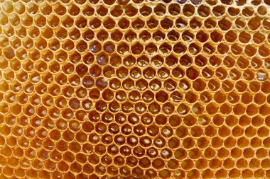 Petek parlak parçası