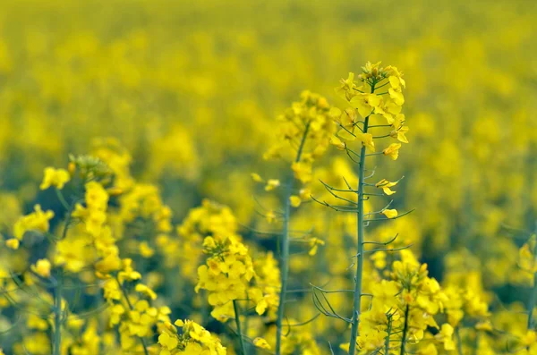 Blooming rapeseed field — Stock Photo, Image