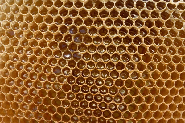 Fragmento brilhante de favo de mel — Fotografia de Stock