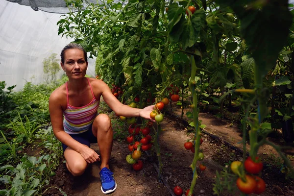 Woman picking fresh tomatoes