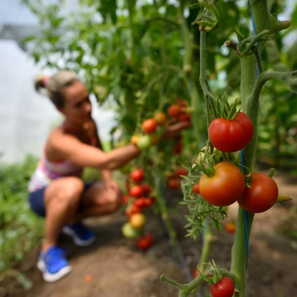 Mujer joven recogiendo tomates frescos —  Fotos de Stock