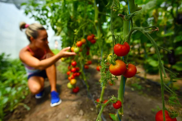 Mujer joven recogiendo verduras frescas —  Fotos de Stock