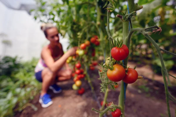 女性ピッキング新鮮なトマト — ストック写真