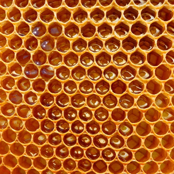 Bright fragment of honeycomb Stock Image