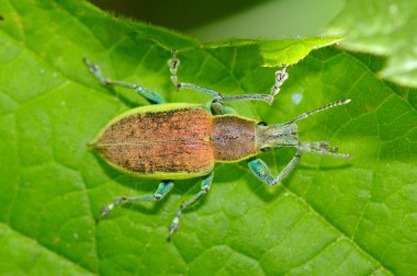 Yeşil yapraklı hata