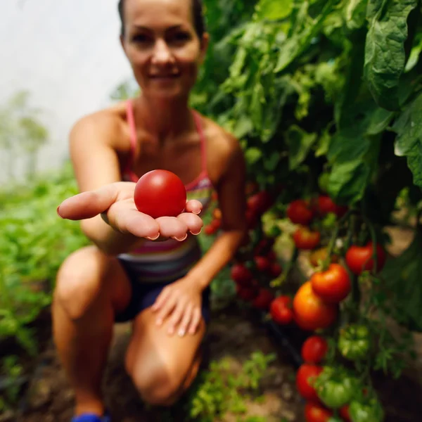 여자 따기 신선한 토마토 — 스톡 사진