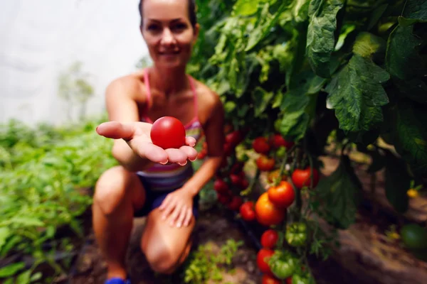Mujer recogiendo tomates frescos —  Fotos de Stock
