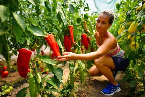 若い女性狩り新鮮な野菜 — ストック写真