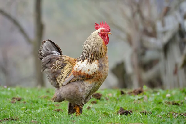 Güzel renkli horoz — Stok fotoğraf