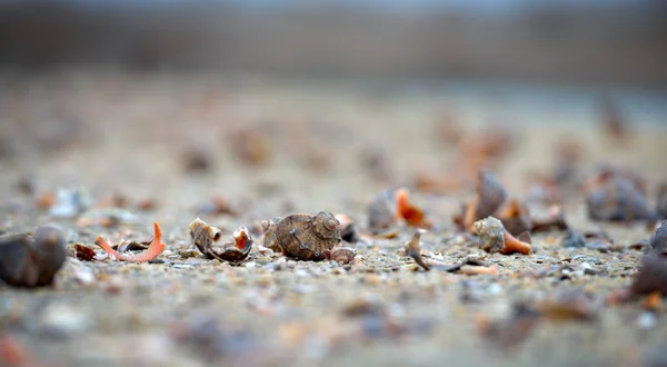 Cáscaras de mar sobre arena mojada — Foto de Stock