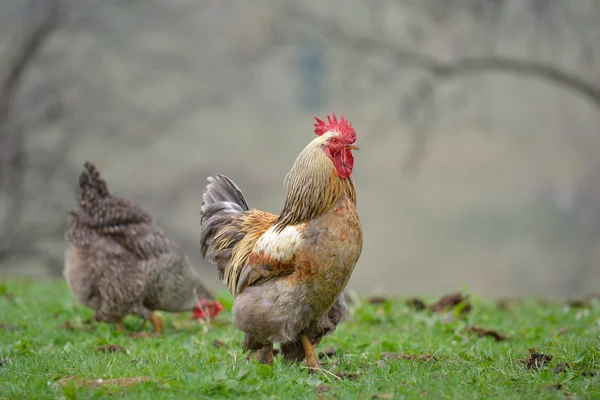 Güzel renkli horoz — Stok fotoğraf