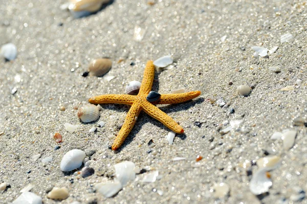 Rozgwiazda na mokrym piasku — Zdjęcie stockowe