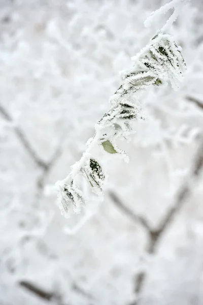 Alberi congelati all'aperto — Foto Stock