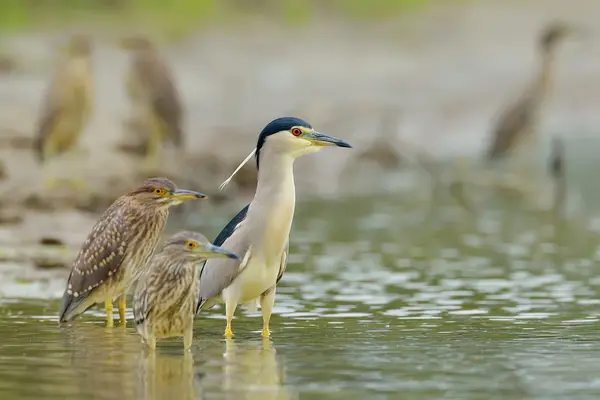 Airone grigio nell'habitat naturale — Foto Stock