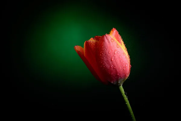Tulipe rouge fraîche — Photo