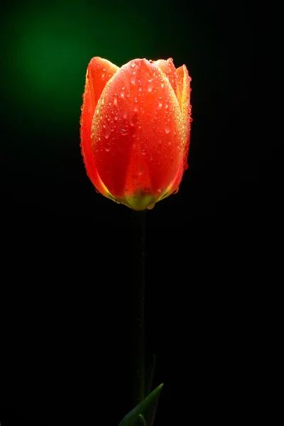 Tulipe avec gouttes d'eau — Photo