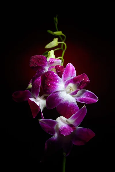 Branche d'orchidée avec des gouttes d'eau — Photo