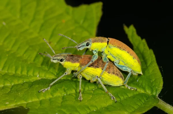 Bugs on green leaf — Stock Photo, Image