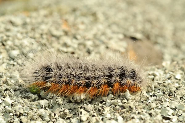 One caterpillar outdoor — Stock Photo, Image
