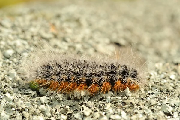 One caterpillar outdoor — Stock Photo, Image