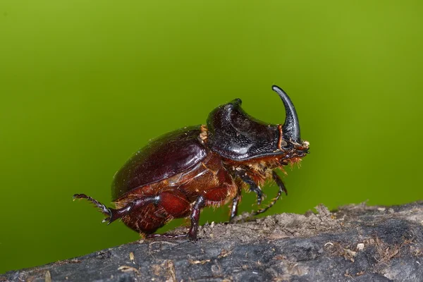 String of rhinos beetle outdoor — Stockfoto