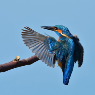 Kingfisher doğal ortamlarında