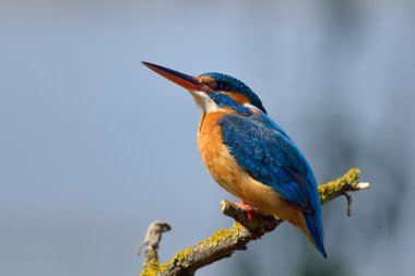 Kingfisher doğal ortamlarında