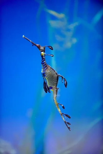 Imagem de um dragão-marinho — Fotografia de Stock