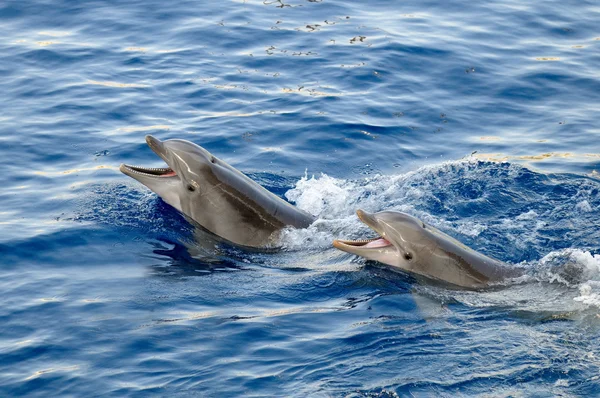 Happy dolphins in the water — Stock Photo, Image