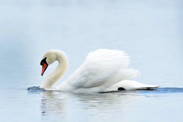 Cigno bianco sul lago — Foto Stock