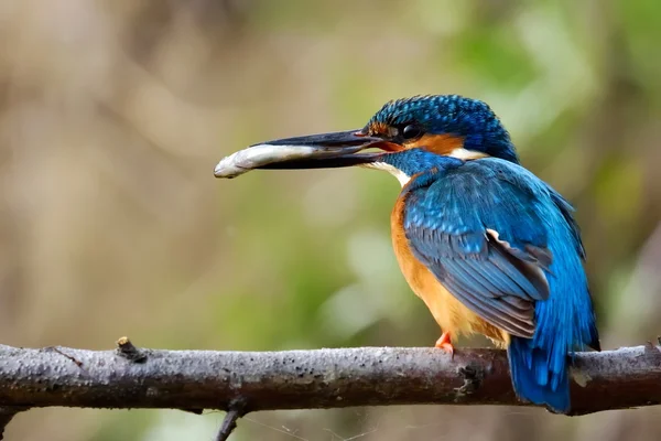 Kingfisher в естественной среде обитания — стоковое фото