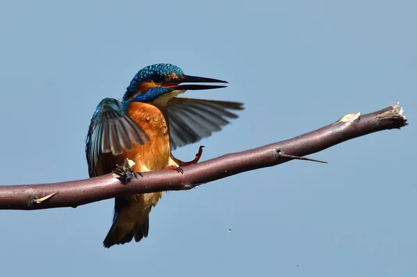 Kingfisher in natural habitat — Stock Photo, Image