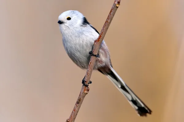 Langschwanzmeise — Stockfoto