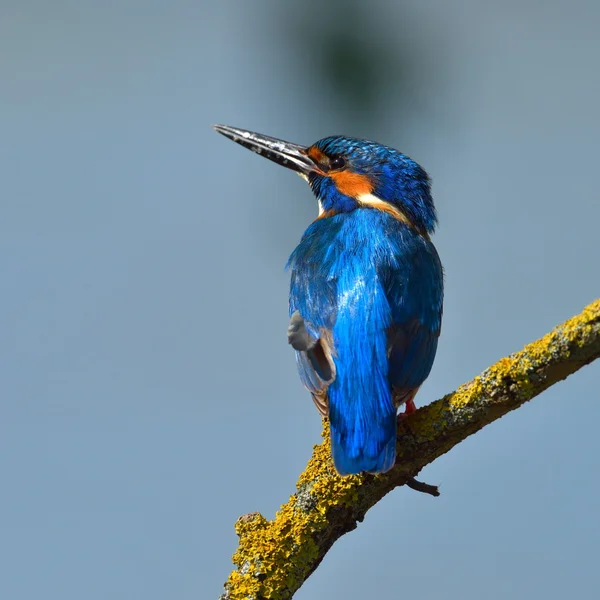 Kingfisher doğal ortamlarında — Stok fotoğraf