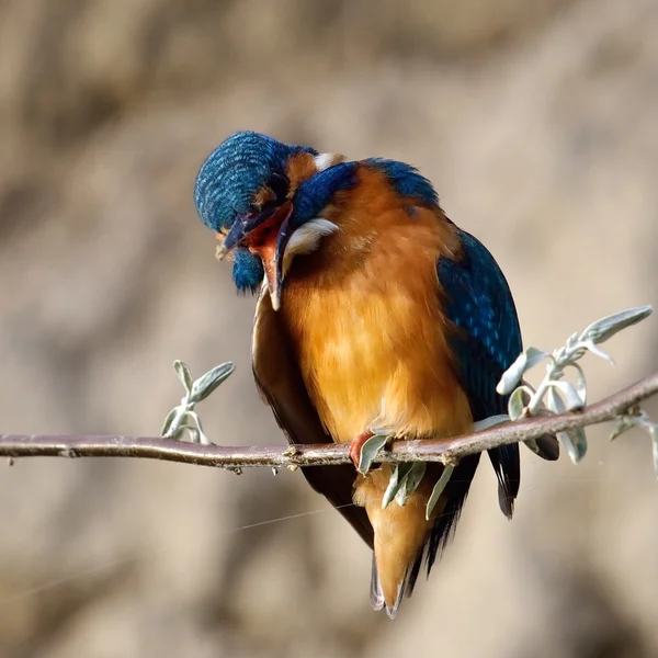 Kingfisher doğal ortamlarında — Stok fotoğraf