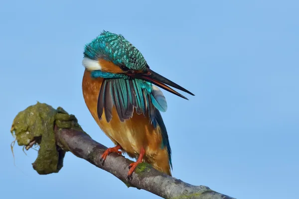 Kingfisher в естественной среде обитания — стоковое фото