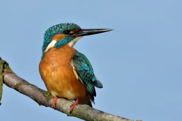 Kingfisher in natural habitat — Stock Photo, Image