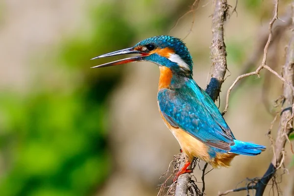 Kingfisher in natural habitat — Stock Photo, Image