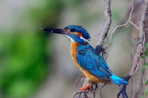 Kingfisher in natural habitat — Stock Photo, Image