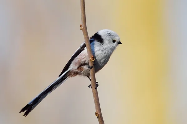 Dlouho sledoval tit — Stock fotografie