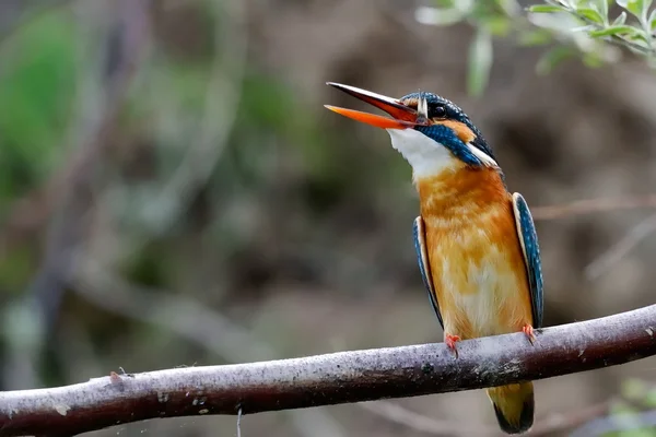 Martín pescador en hábitat natural — Foto de Stock