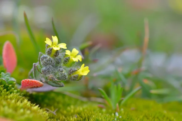 Fiori primaverili vicino — Foto Stock