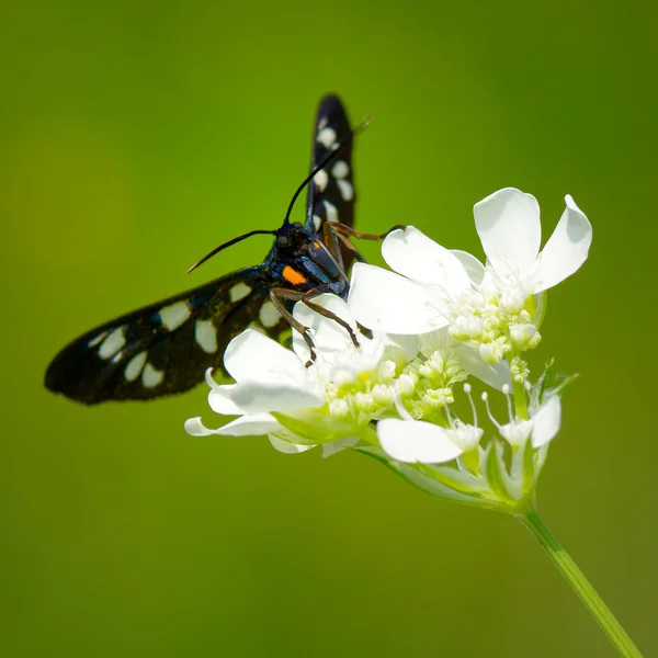 Метелик у природному середовищі проживання — стокове фото