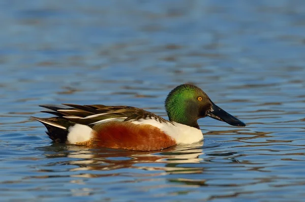 Wild duck in natural habitat — Zdjęcie stockowe