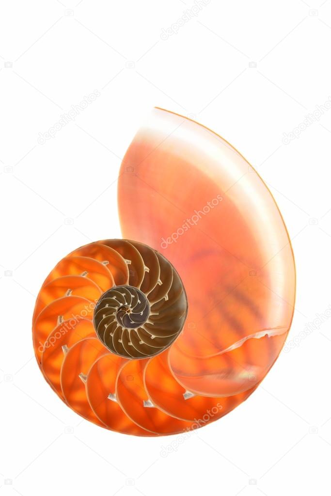 Isolated nautilus shell 